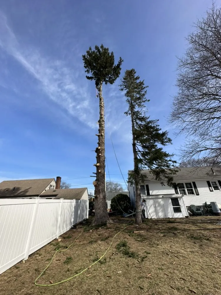 Reliable yard cleanup service in Lynn, MA - DM Tree Service & landscaping
