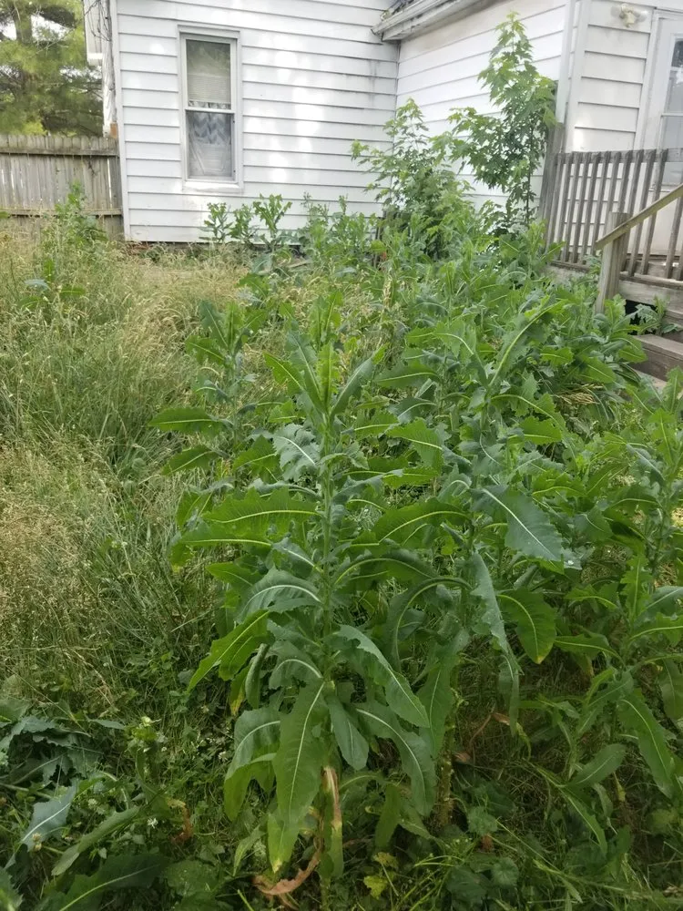 Professional landscaping services in Jacksonville, IL by DMC Lawn Maintenance