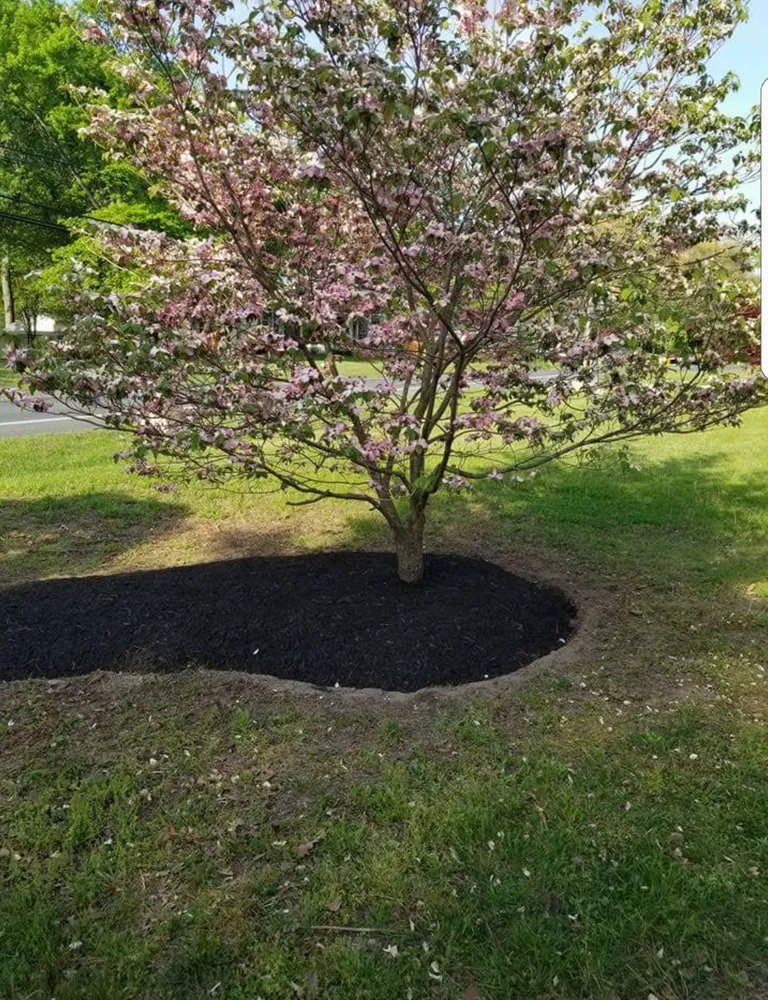 Trusted lawn care service for beautiful yards across Hanover, MD - DMF Landscaping