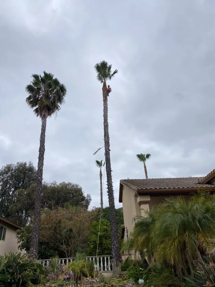 Affordable landscape design experts serving Chino Hills, CA - DMR Tree Service