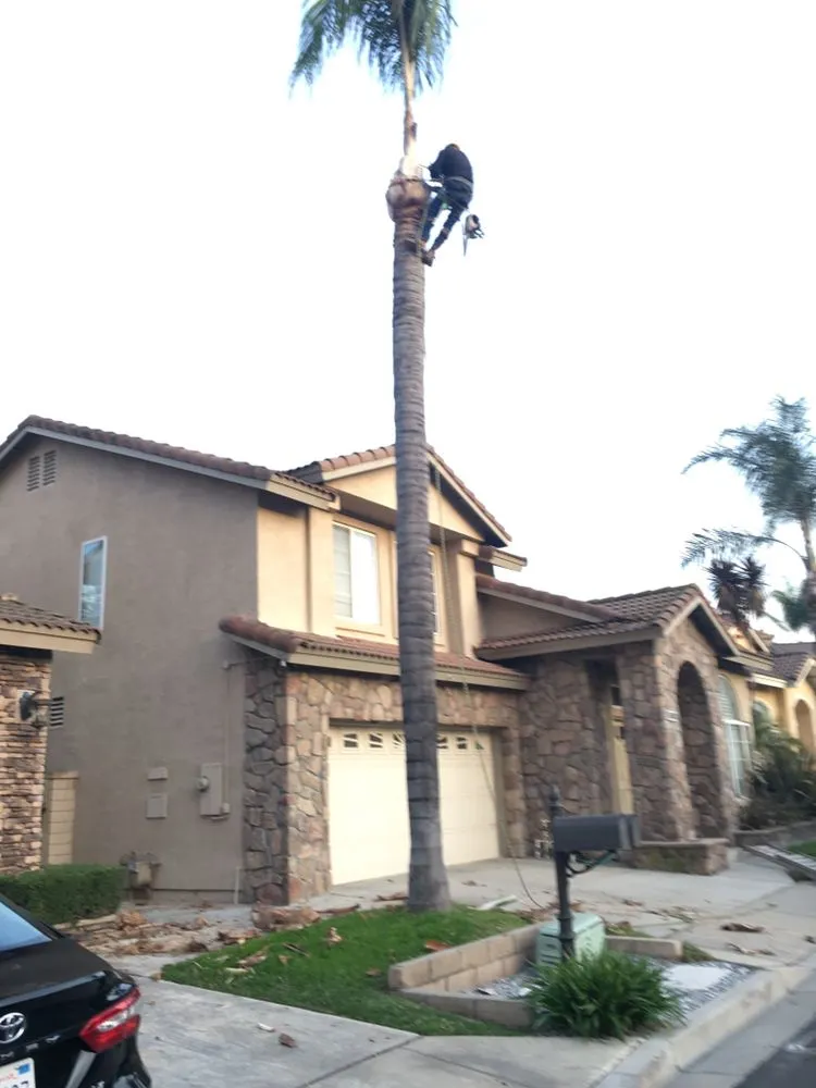 Top-rated landscaping services for year-round maintenance in Chino Hills, CA by DMR Tree Service