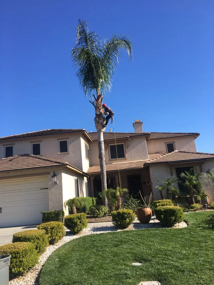 Professional yard maintenance experts serving Chino Hills, CA - DMR Tree Service