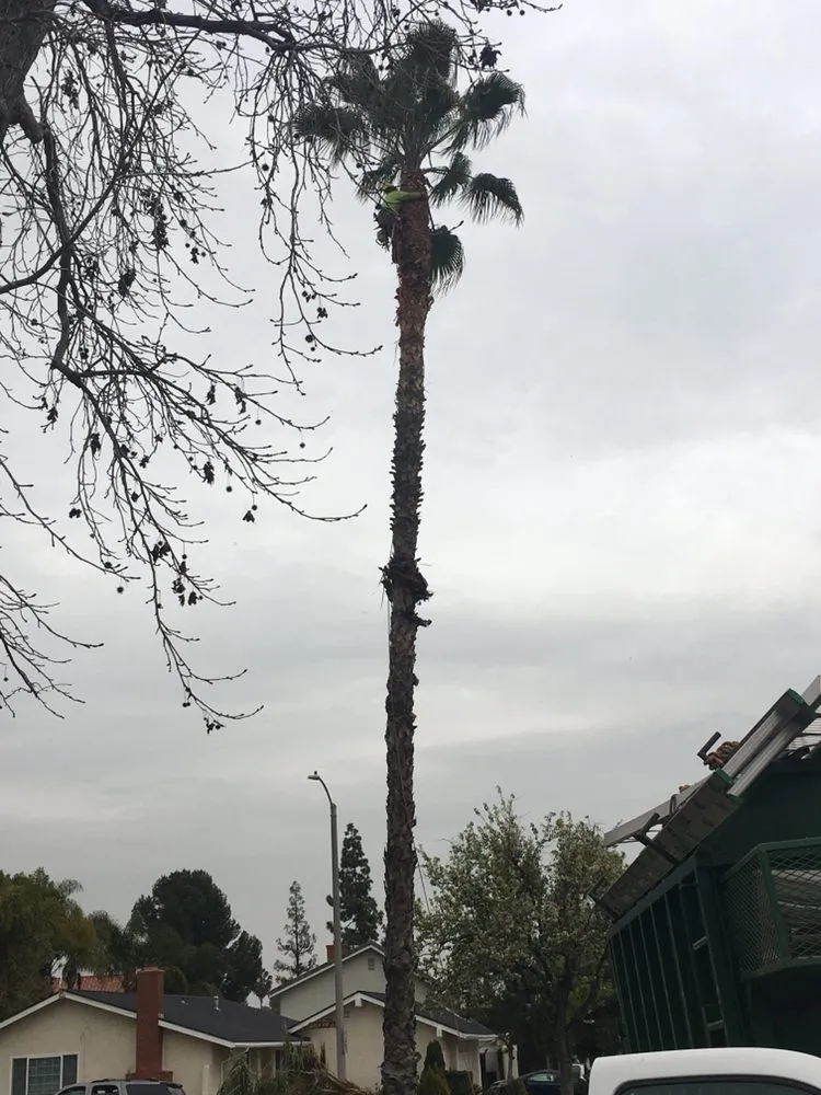 Affordable outdoor landscaping for residential properties across Chino Hills, CA - DMR Tree Service