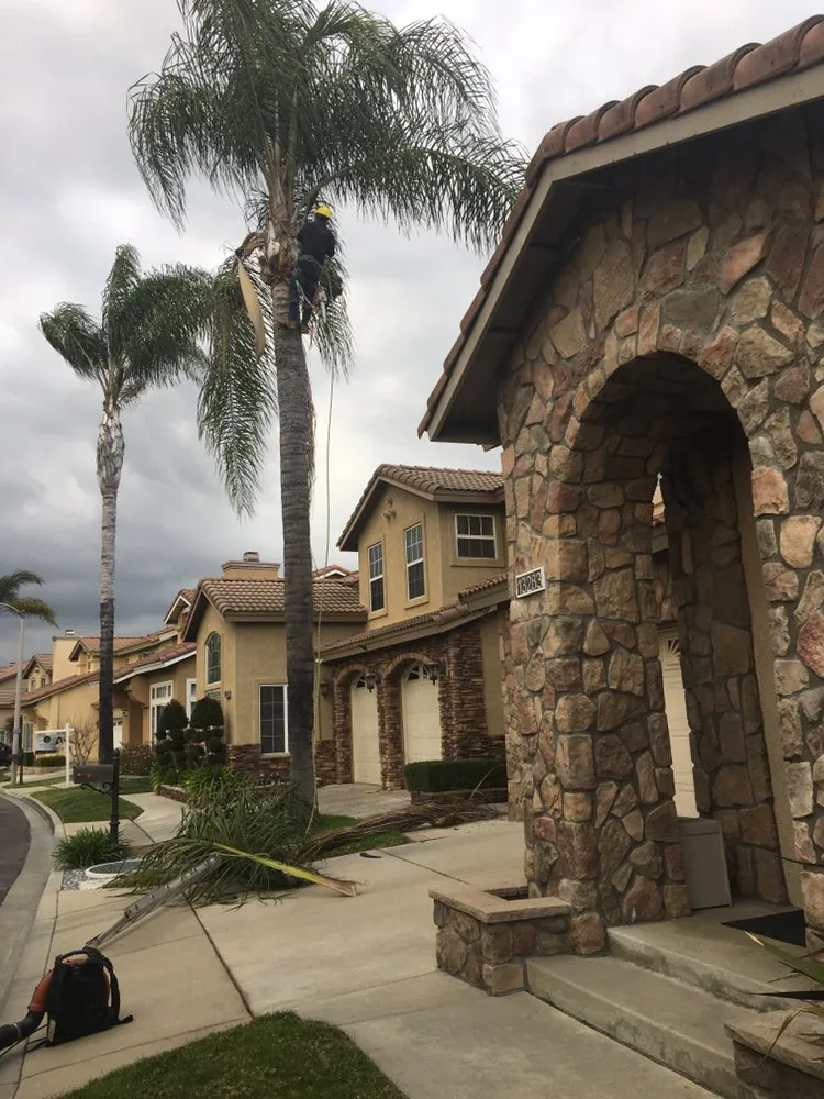 Affordable yard cleanup service for outdoor upgrades in Chino Hills, CA by DMR Tree Service