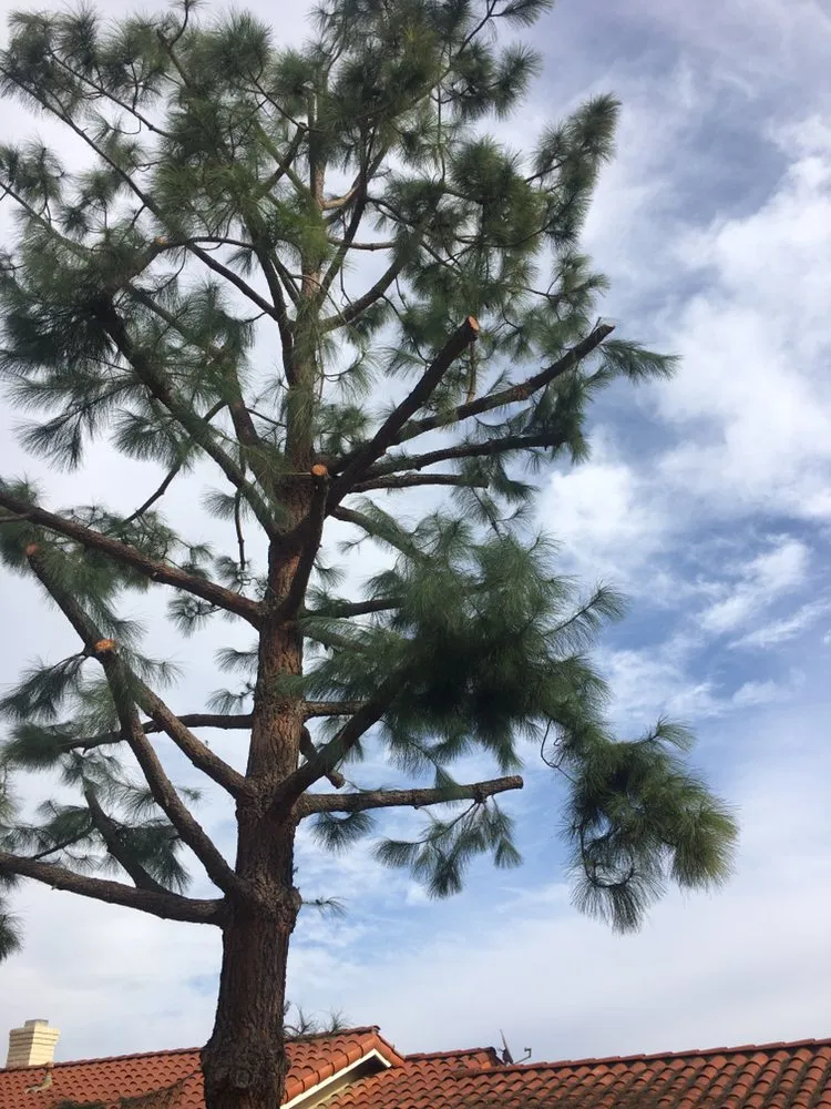 Reliable lawn mowing service experts serving Chino Hills, CA - DMR Tree Service