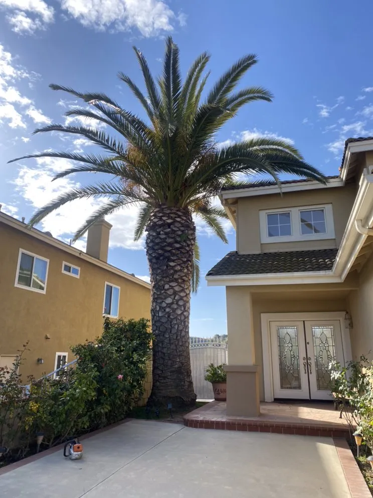 Trusted outdoor landscaping in Chino Hills, CA by DMR Tree Service