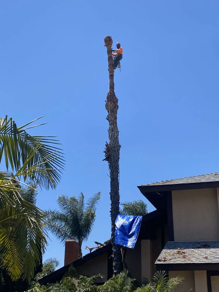 Trusted garden landscaping for year-round maintenance across Chino Hills, CA - DMR Tree Service