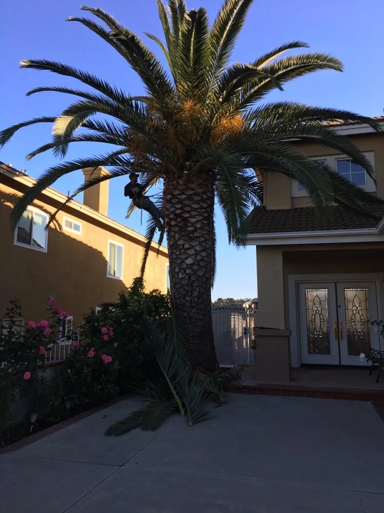 Trusted lawn care service in Chino Hills, CA by DMR Tree Service