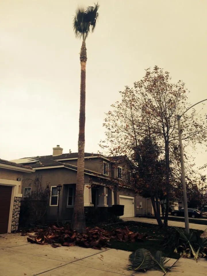 Affordable outdoor landscaping for outdoor upgrades in Chino Hills, CA by DMR Tree Service