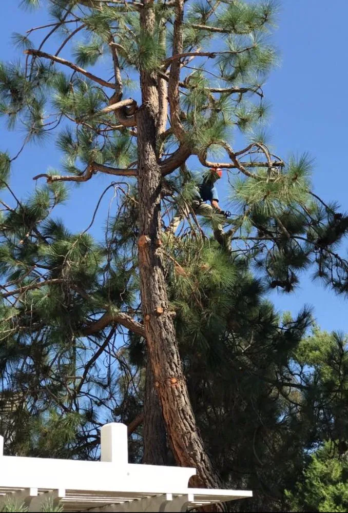 Custom residential landscaping for beautiful yards in Chino Hills, CA by DMR Tree Service