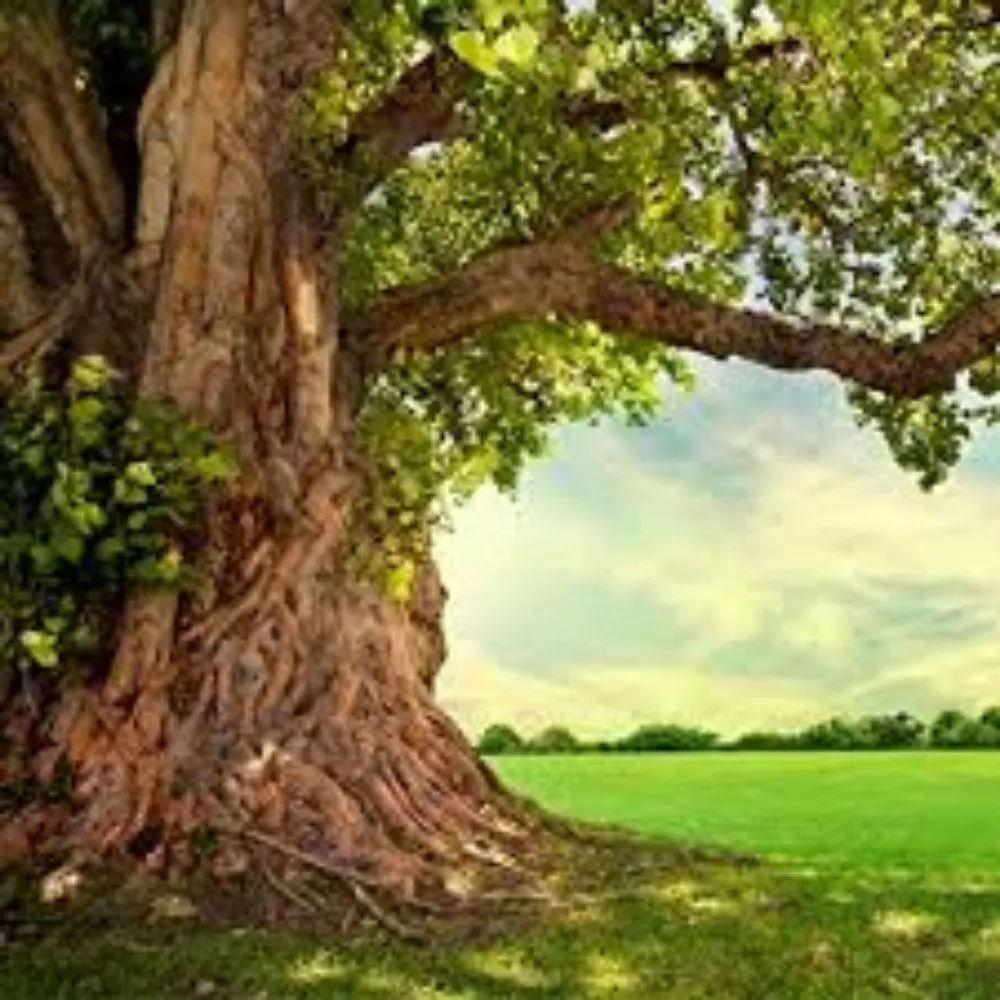 Reliable outdoor landscaping experts serving Green Bay, WI - DMS Lawn & Tree Service