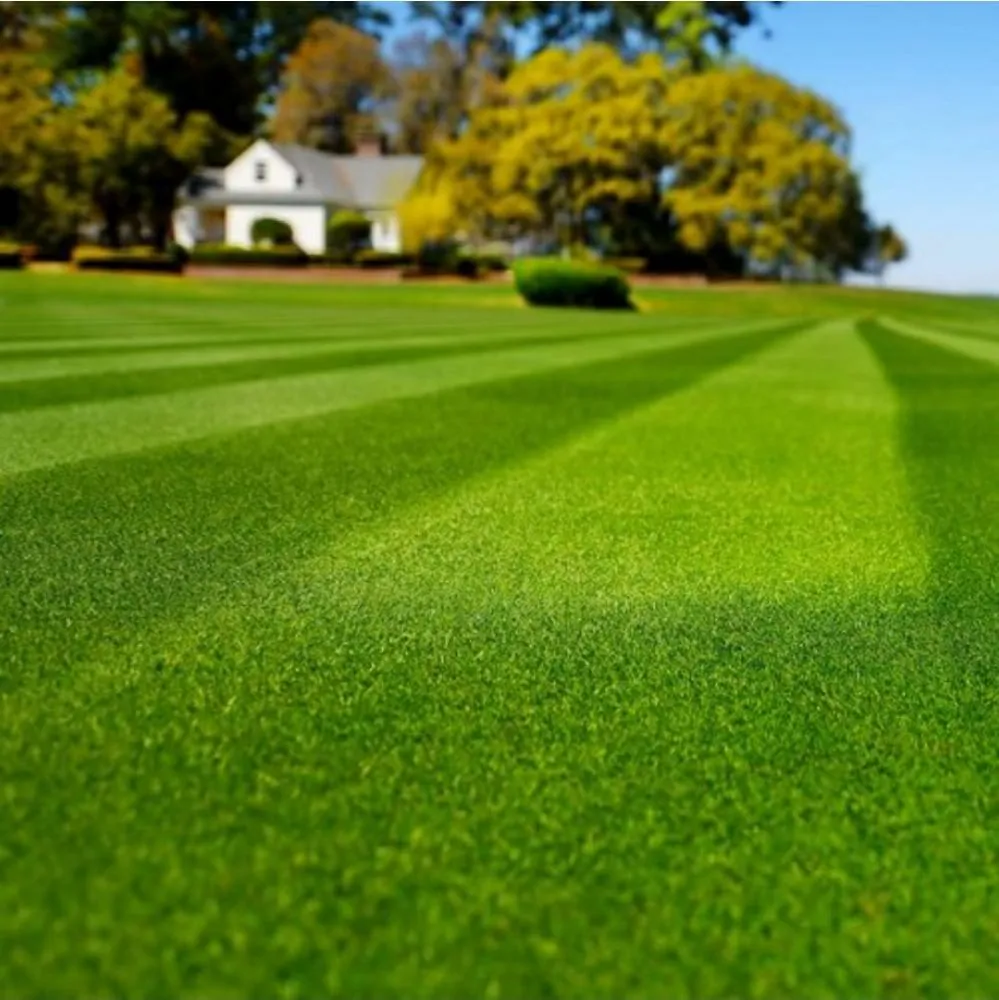 Expert lawn care service for year-round maintenance in Collinsville, AL by DMT Landscaping and More