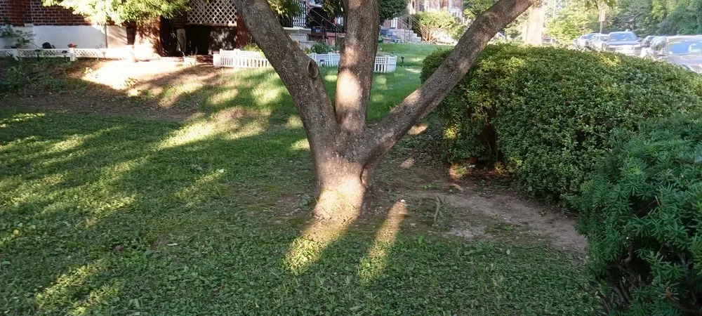 Local lawn care service in Milford Mill, MD by DMV Landscaping