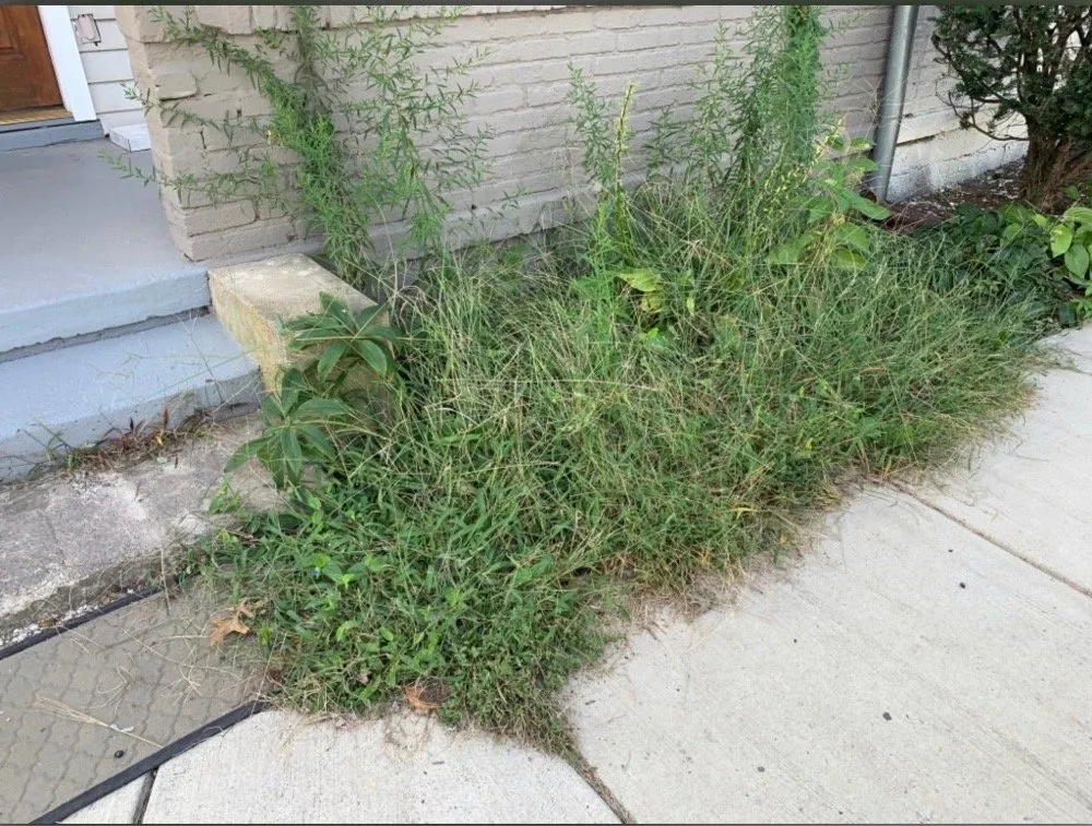 Affordable lawn care service experts serving Manassas, VA - DMV Prolific Landscaping