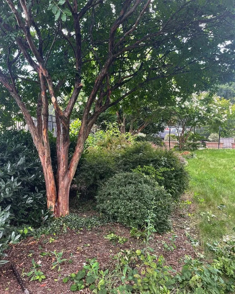 Local landscape installation for beautiful yards across Manassas, VA - DMV Prolific Landscaping