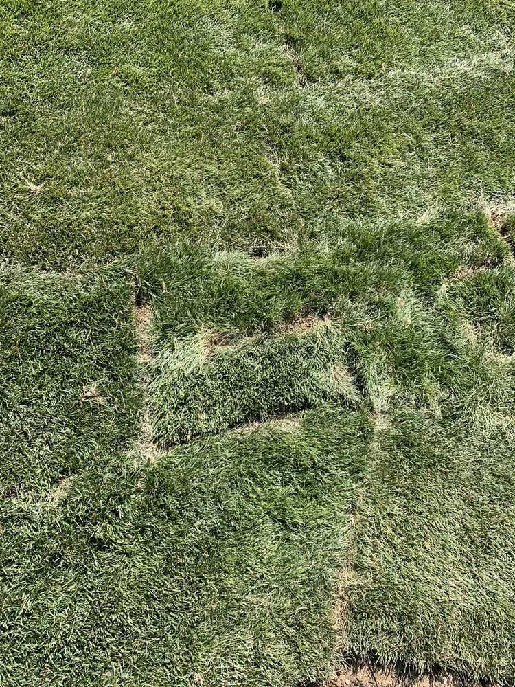 Top-rated yard cleanup service near you across Littleton, CO - DMX Landscape