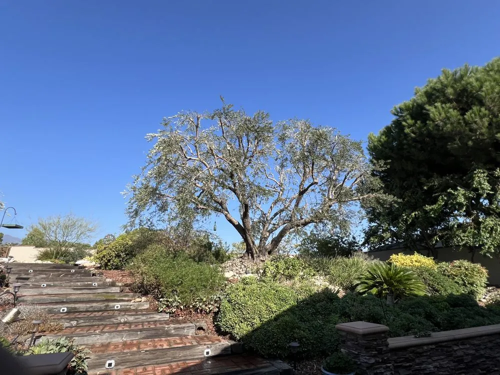 Professional yard cleanup service experts serving Ontario, CA - D&N Tree Care