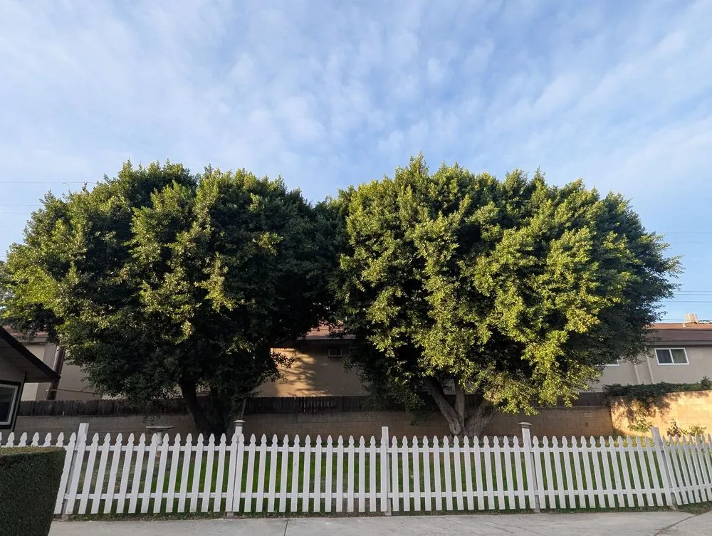 Expert landscape installation for residential properties across Ontario, CA - D&N Tree Care