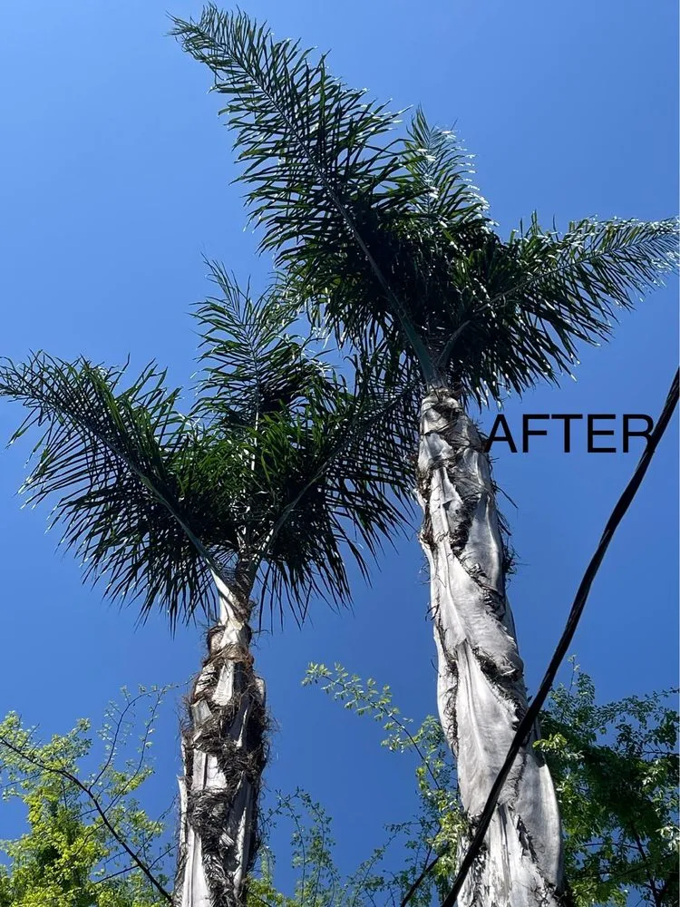 Reliable yard cleanup service experts serving Ontario, CA - D&N Tree Care