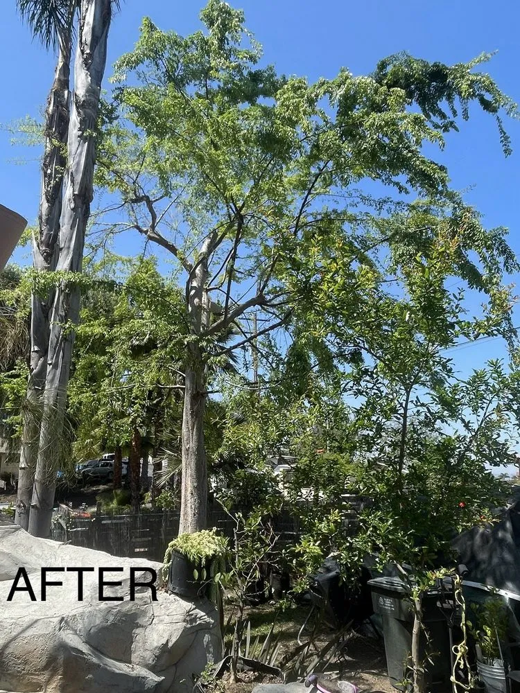 Professional residential landscaping in Ontario, CA - D&N Tree Care