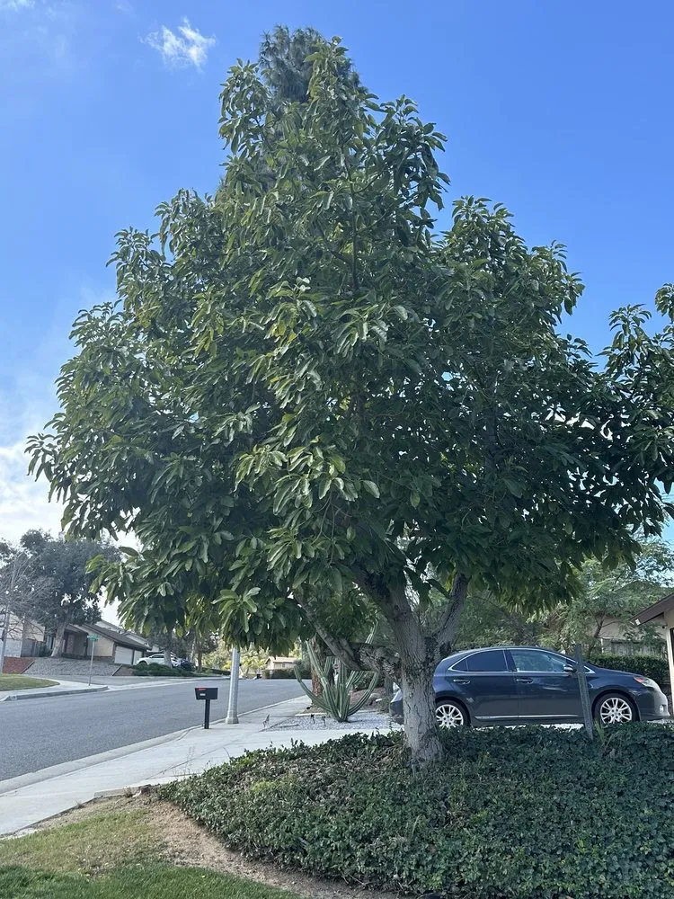 Expert landscape installation in Ontario, CA by D&N Tree Care