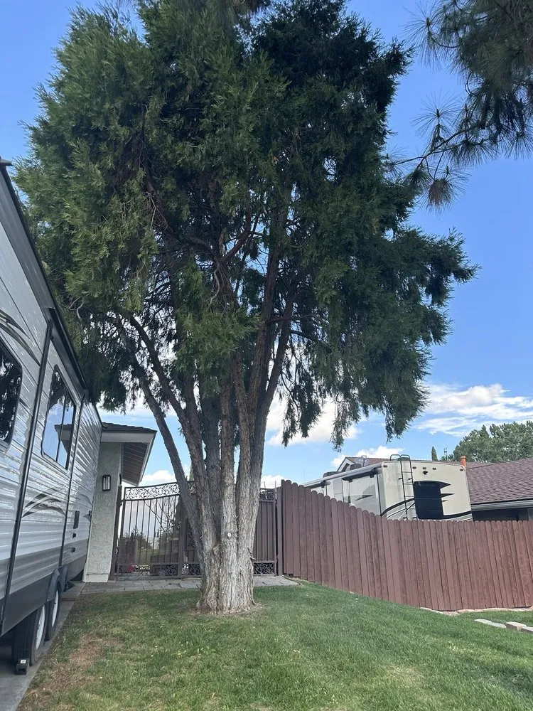 Expert lawn care service in Ontario, CA - D&N Tree Care