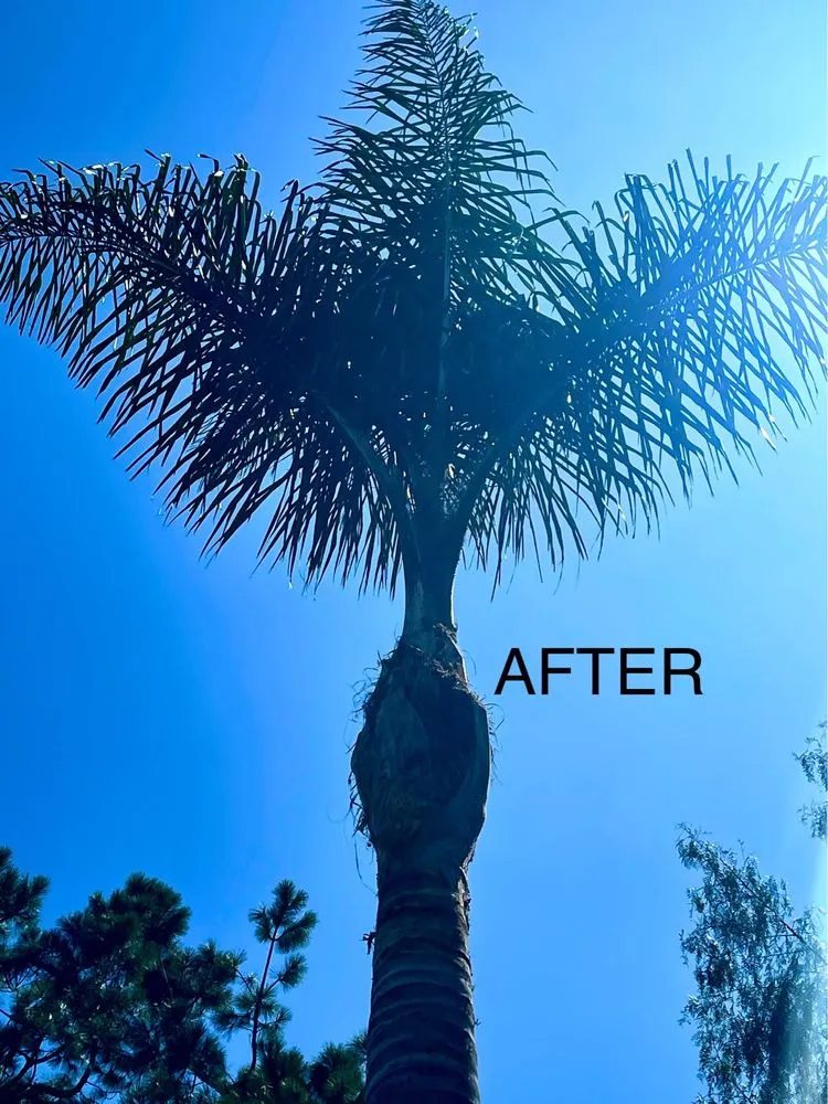 Affordable lawn mowing service for year-round maintenance across Ontario, CA - D&N Tree Care