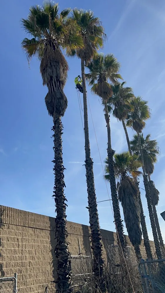 Affordable residential landscaping experts serving Ontario, CA - D&N Tree Care