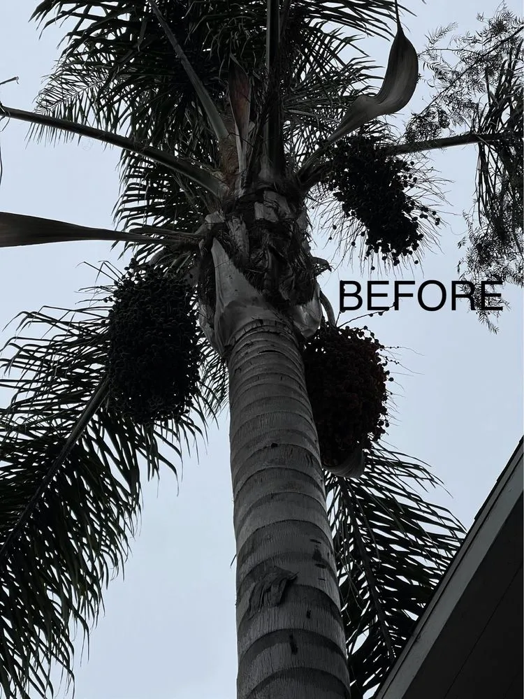 Local lawn care service experts serving Ontario, CA - D&N Tree Care