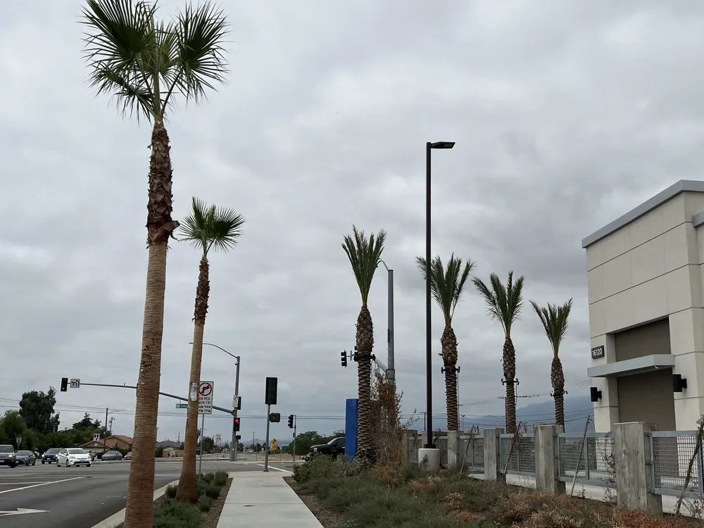 Reliable yard maintenance for homes across Ontario, CA - D&N Tree Care