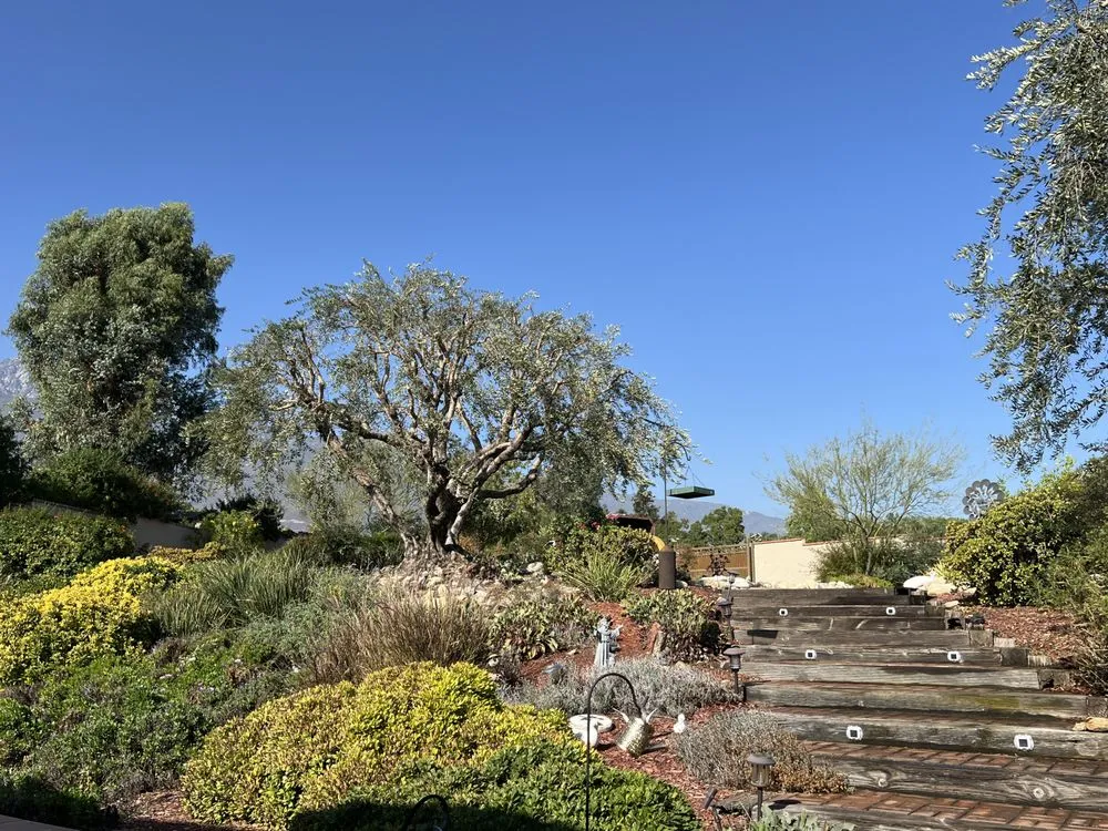 Local outdoor landscaping experts serving Ontario, CA - D&N Tree Care