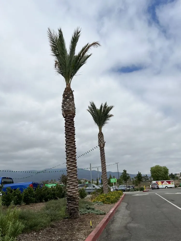 Reliable yard cleanup service experts serving Ontario, CA - D&N Tree Care