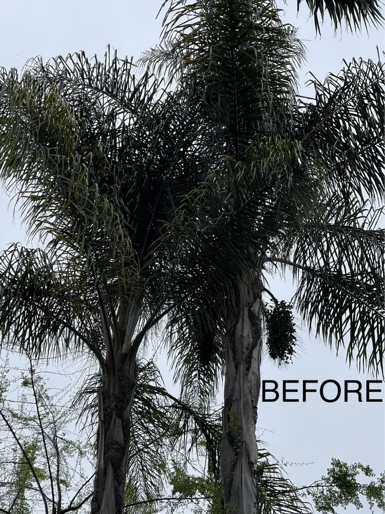 Reliable garden landscaping in Ontario, CA by D&N Tree Care