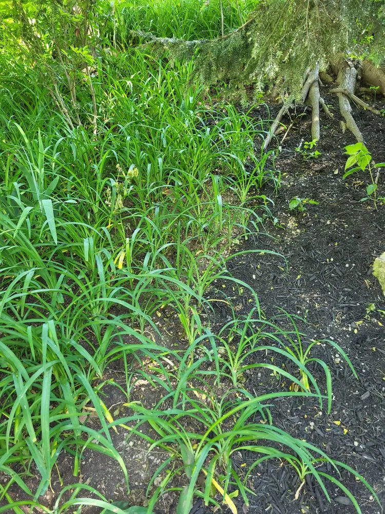 Trusted yard cleanup service in Bridgeville, PA by DNA Landscaping