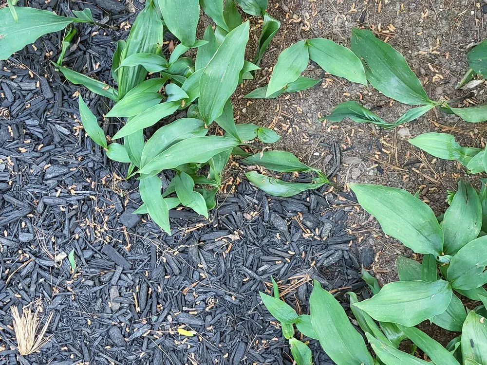 Professional residential landscaping in Bridgeville, PA by DNA Landscaping