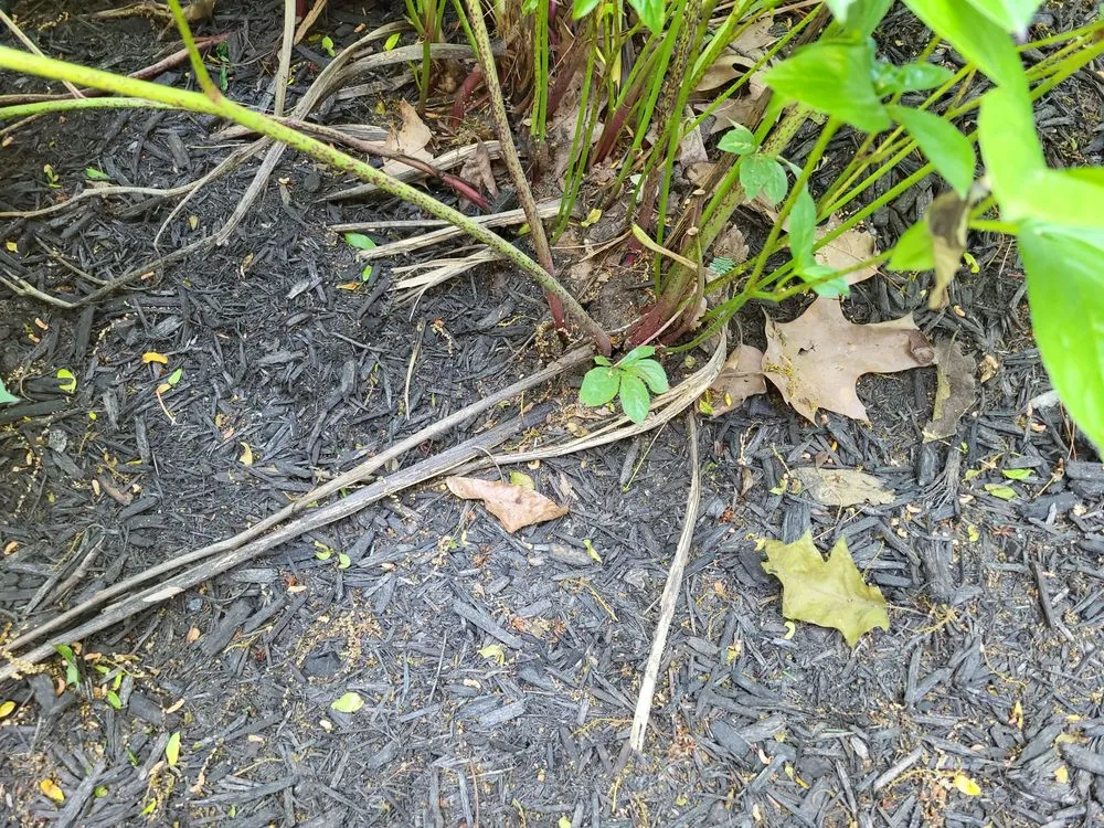 Local landscape design experts serving Bridgeville, PA - DNA Landscaping