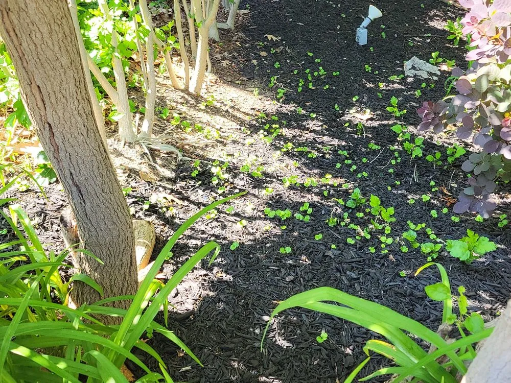 Affordable landscape installation in Bridgeville, PA - DNA Landscaping