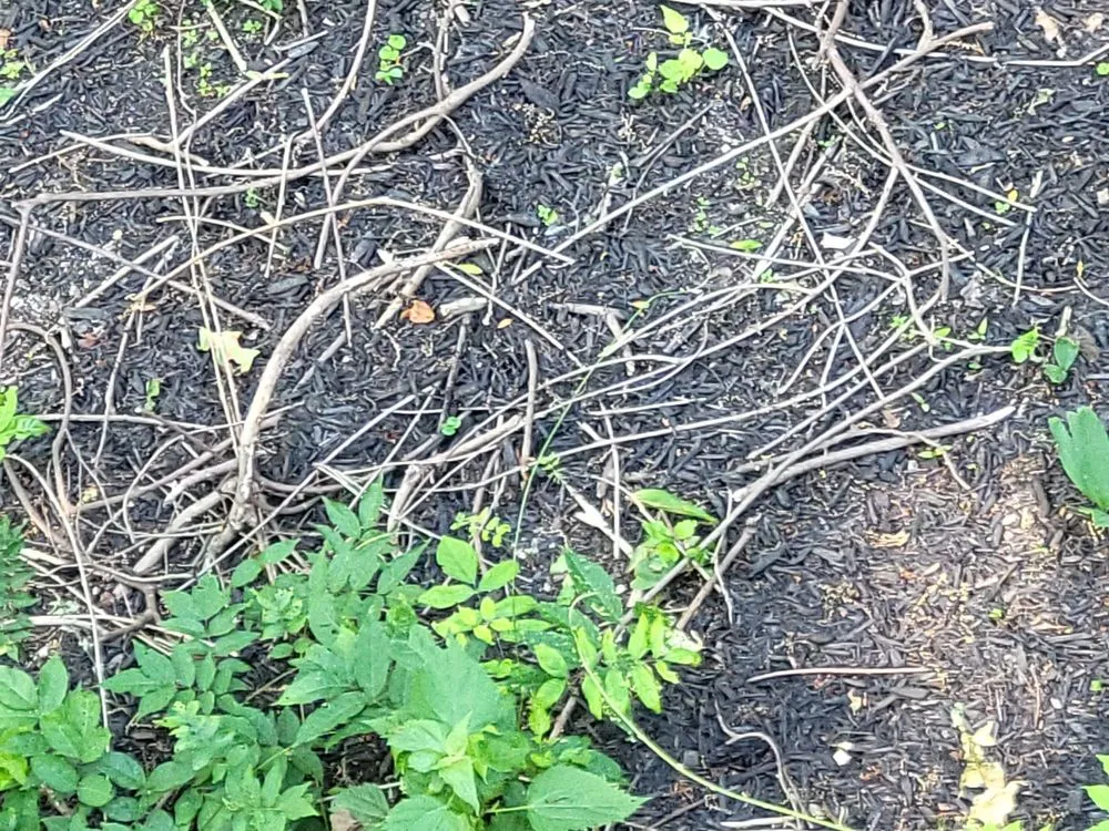 Affordable yard maintenance in Bridgeville, PA by DNA Landscaping