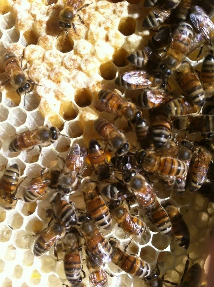 Custom lawn mowing service in Azle, TX - DNA Pest and Lawn Care