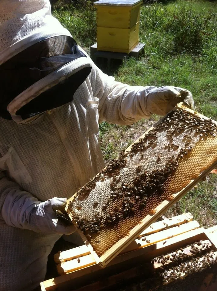 Affordable lawn mowing service for homes across Azle, TX - DNA Pest and Lawn Care