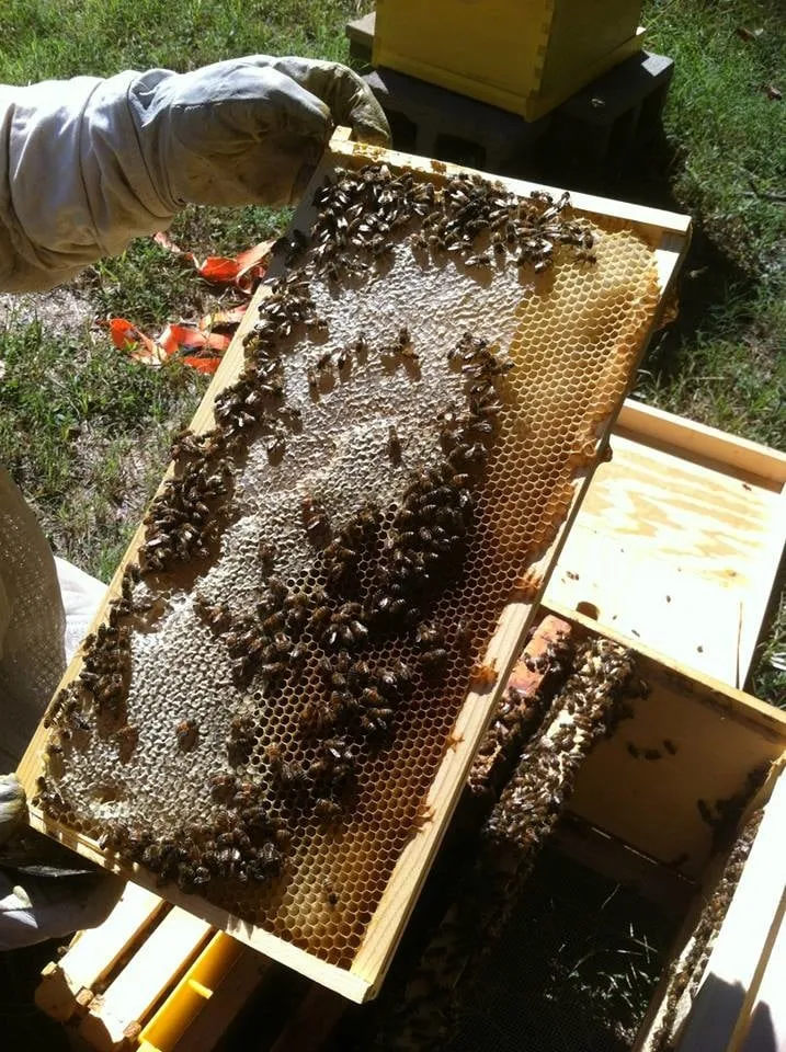 Custom landscaping services for residential properties across Azle, TX - DNA Pest and Lawn Care