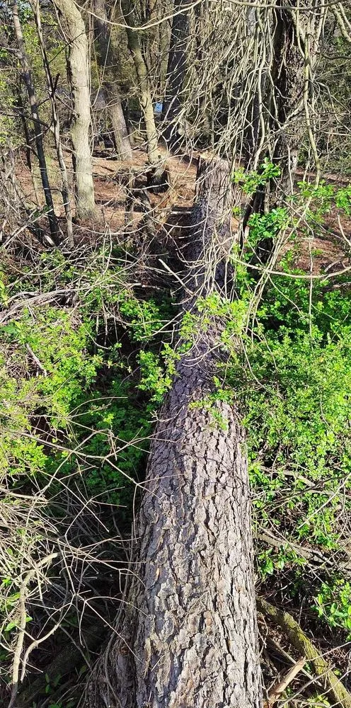 Expert lawn care service for homes across Lenoir, NC - DND Landscaping