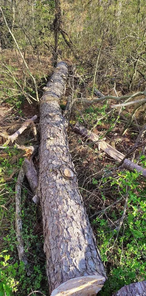 Professional yard cleanup service with custom design in Lenoir, NC by DND Landscaping