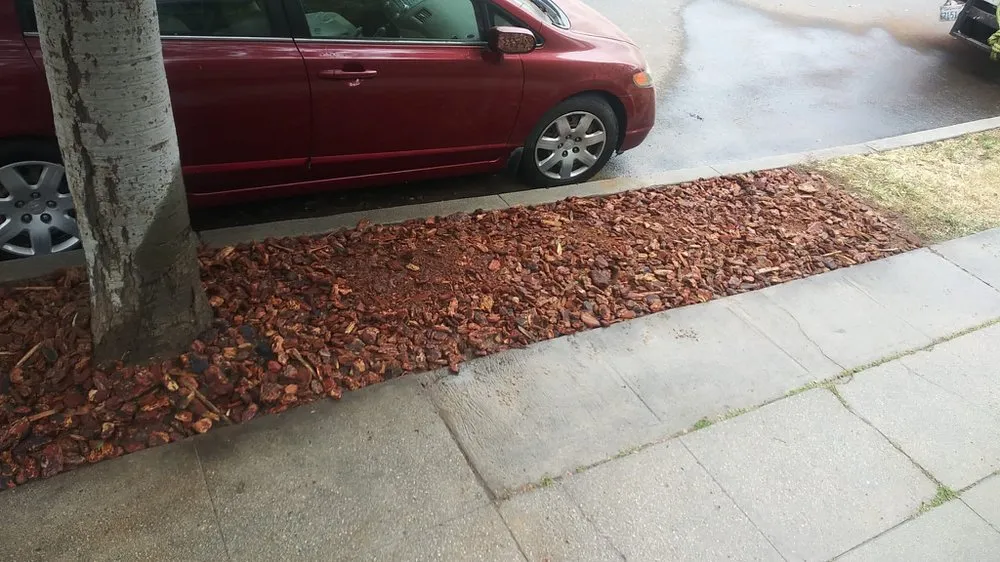 Expert yard cleanup service for beautiful yards across Los Angeles, CA - DnG Landscaping