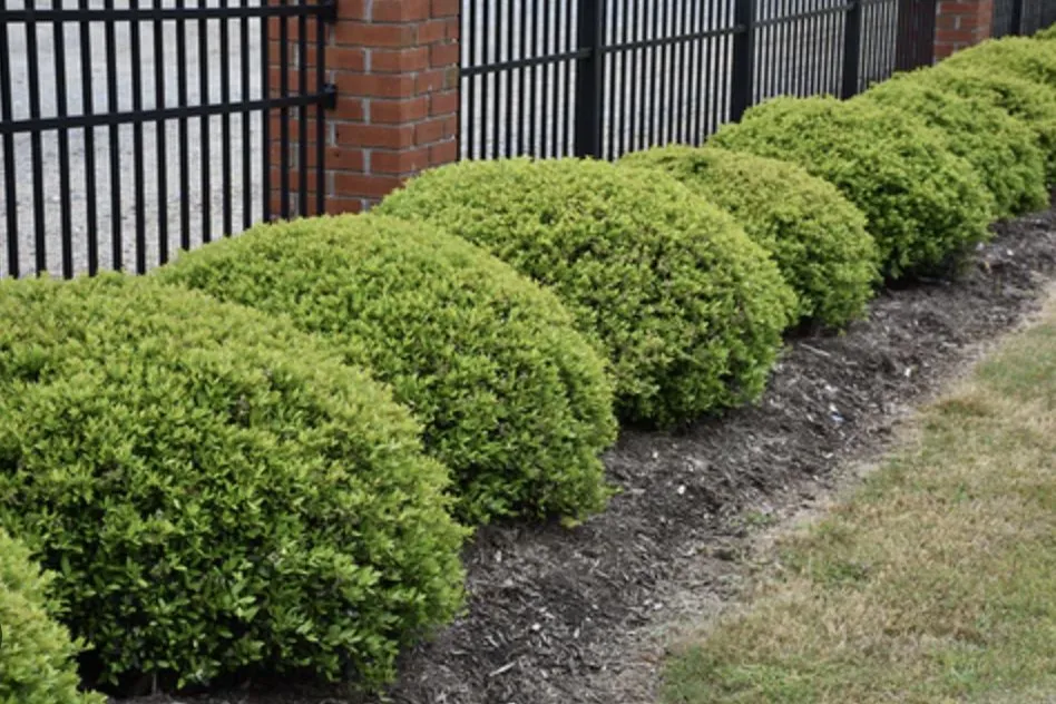 Local yard maintenance in Cypress, TX - DNG Outdoor Supply