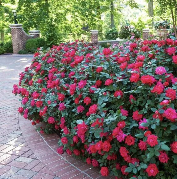 Affordable yard cleanup service for residential properties across Cypress, TX - DNG Outdoor Supply