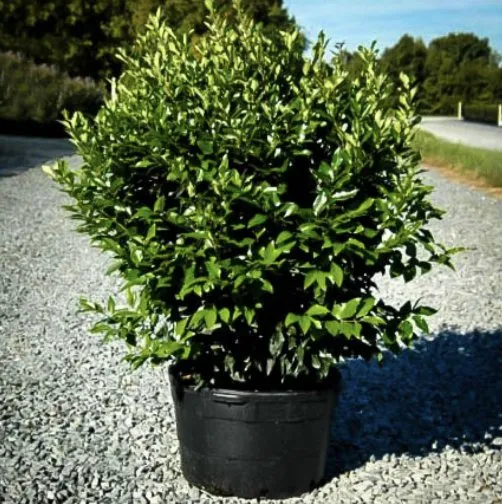 Professional outdoor landscaping for year-round maintenance in Cypress, TX by DNG Outdoor Supply
