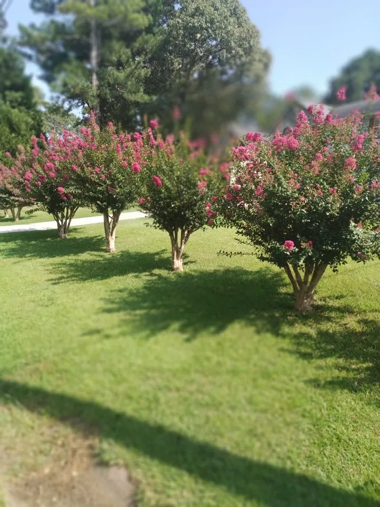 Affordable lawn care service in Madison, MS - Do It All Construction and Landscaping