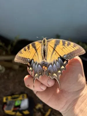 Do It All Dudes Home Repair & Landscaping