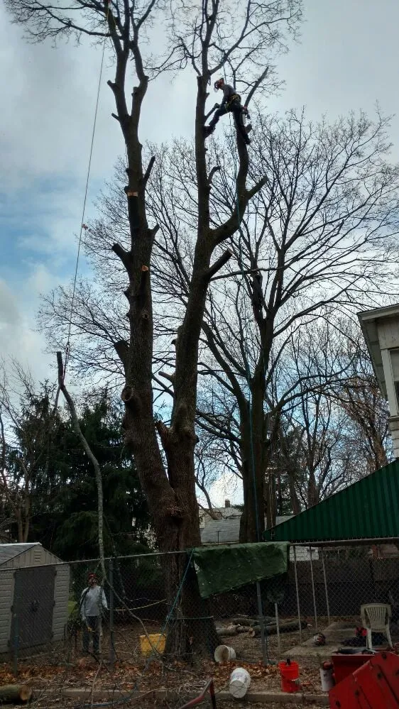 Expert lawn mowing service for residential properties across Altamont, NY - Do It all General Contracting and Tree Care